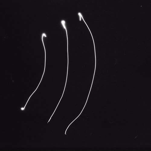 <body>
<p>This work proposes a vocabulary of single gestures traced in darkness with a handheld laser — each drawn in a single, uncorrectable movement. The line records the instant of approach, hesitation, or acknowledgment: fleeting encounters that shape our coexistence with others. These gestures parallel those unspoken exchanges that pass between strangers—allowing eye contact, offering a brief smile, a nod of recognition before the flow of daily life resumes.</p>
<p>In darkness, each gesture becomes both declaration and question. Without sight of its beginning or end, I must act in trust, as in any encounter with the unknown. The drawn light is an attempt to reach toward another, to speak without words, to register an instant of openness. The resulting traces form a fragile lexicon of recognition: arcs of invitation, lines of withdrawal, brief crossings that never fuse.</p>
<p>Philosophically, the project draws on Levinas’s insistence that ethics begins in the face-to-face meeting, before speech or comprehension, and on Han Byung-Chul’s reflections on the erosion of genuine contact in digital culture. These drawings seek to restore that lost friction — to offer illumination not as mastery, but as empathy, each gesture a visible echo of the courage to meet another in passing.
</p>
</body>
 Images Copyright Aldobranti® ©2008-'2025. All rights reserved.